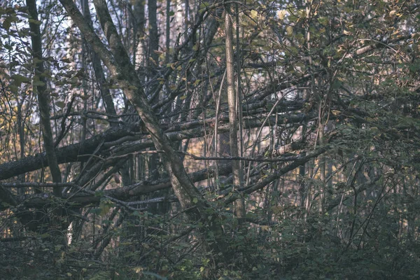 Sentiero Turistico Naturale Nei Boschi Nel Tardo Autunno Con Alcune — Foto Stock