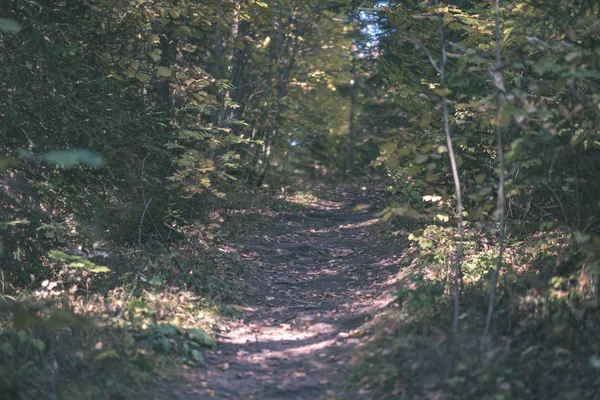 Camino Campo Vacío Otoño Cubierto Hojas Amarillas Parque Entre Troncos — Foto de Stock