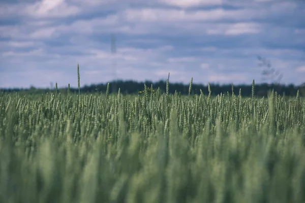 Scenic Shot Beautiful Green Wheat Field Summer — Stock Photo, Image