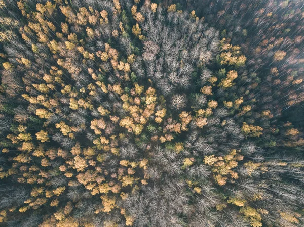 无人机图像 鸟在秋天与黄色和红色的树木在森林从上面看农村 拉脱维亚 颜色的一天充分秋天 复古老电影外观 — 图库照片