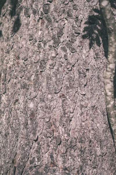 Madeira Seca Tronco Árvore Stomp Padrão Texturizado Textura Abstrata Árvore — Fotografia de Stock