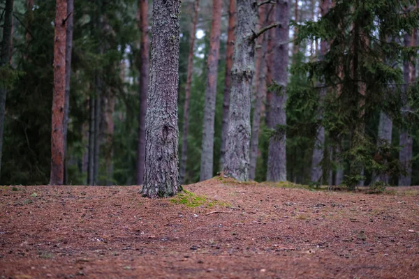 Σκοτεινό Φθινόπωρο Δάσος Ερυθρελάτης Και Πευκοδάση Δέντρα Πράσινο Φύλλωμα — Φωτογραφία Αρχείου