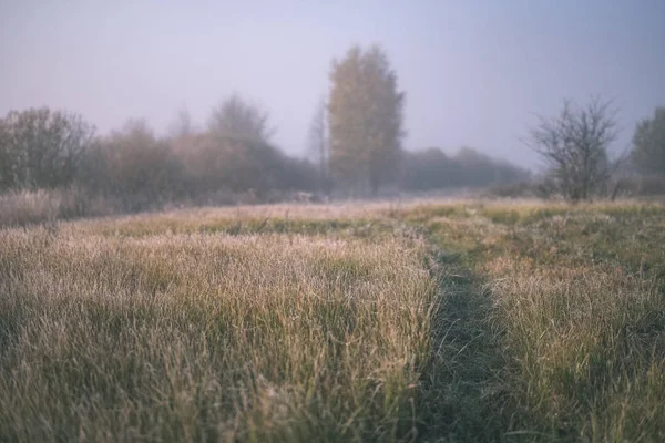 Plaisant Les Sens Esprit Esthétiquement Solitaires Arbres Automne Cachés Dans — Photo