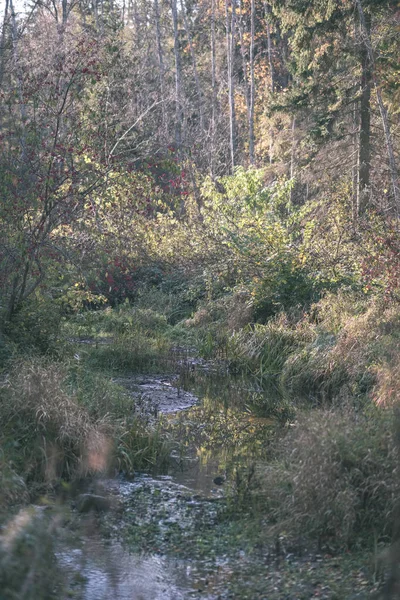 秋天的树木和树叶在公园附近的水体分枝 乡村边风景风景 复古老影片看 — 图库照片