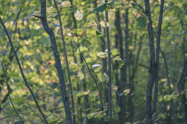 Bouleau Luxuriant Dans Forêt Automne Colorée Avec Troncs Arbre Feuilles — Photo