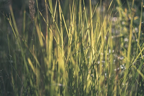 Fogliame Verde All Inizio Dell Autunno Con Sfondo Sfocato Alcune — Foto Stock