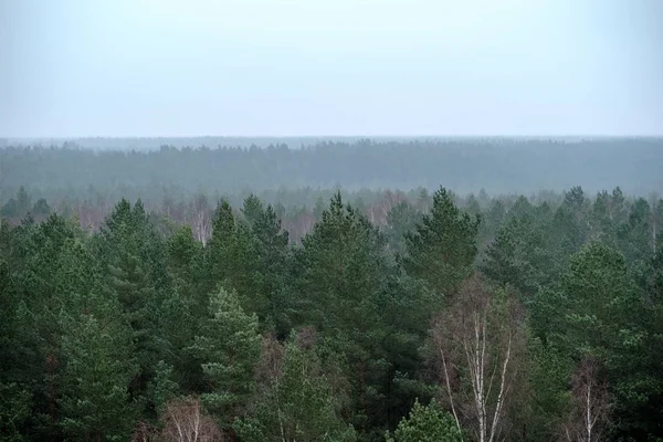 Sonbaharın Puslu Çam Ağacı Ormanın Havadan Görünümü — Stok fotoğraf