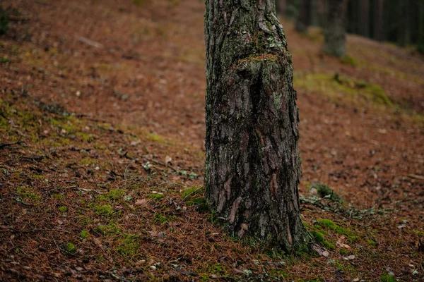 Mörka Hösten Skogen Med Gran Och Tall Träd Och Gröna — Stockfoto