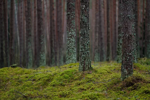 Темные Осенние Леса Елой Соснами Зеленой Листвы — стоковое фото
