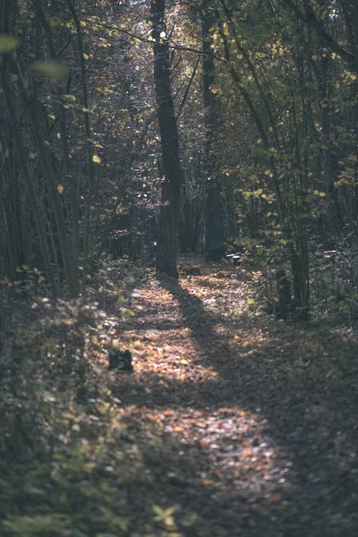 Natuurlijke Toeristische Route Bossen Late Herfst Met Sommige Gekleurde Bladeren — Stockfoto