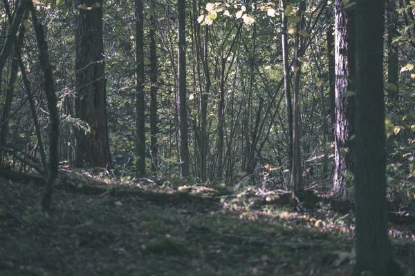 Dettagli Della Foresta Nel Tardo Autunno Campagna Con Tronchi Albero — Foto Stock