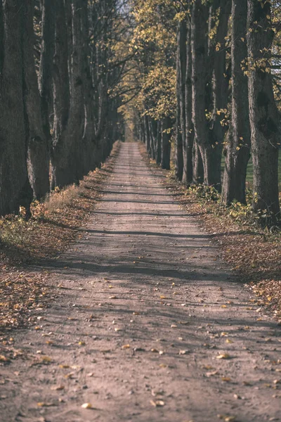 Země Štěrková Cesta Podzim Barev Strom Uličce Způsobem Obou Stranách — Stock fotografie