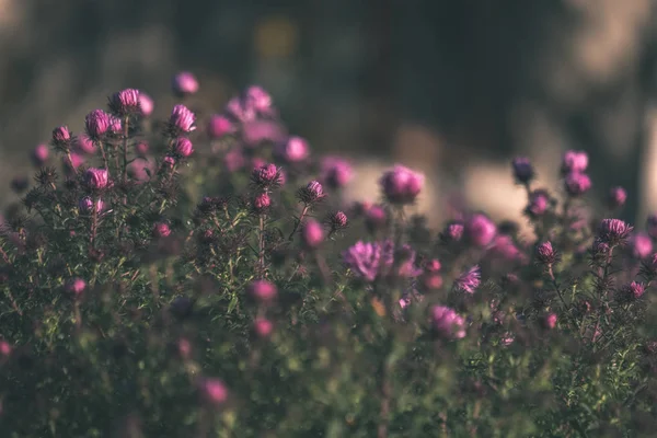 Paarse Herfst Bloemen Wazig Achtergrond Platteland Ochtend Licht Vintage Oude — Stockfoto
