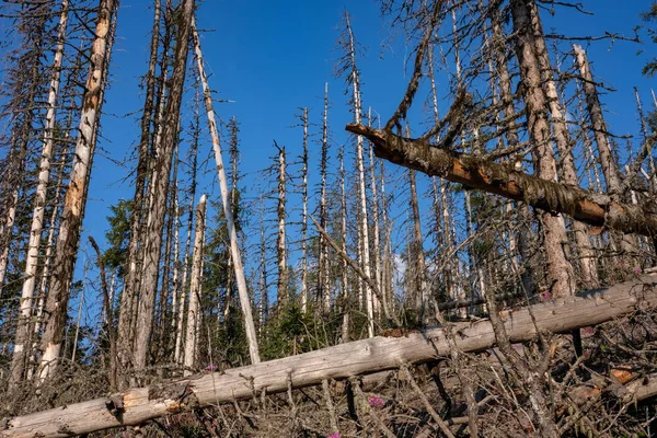 mavi gökyüzü karşı büyük ağaçların düşük açılı görünüş