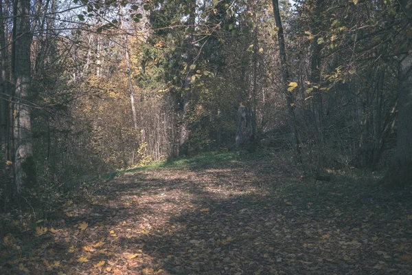 Empty Country Road Autumn Covered Yellow Leaves Park Tree Trunks — Stock Photo, Image