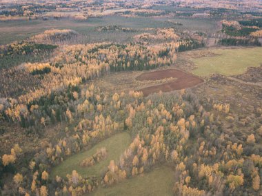 drone görüntü. Sonbahar kırsal alanda yukarıdan ormandaki sarı ve kırmızı renkli ağaçlar ile hava görünümünü. Letonya, gün Derma düşme - vintage eski film bakmak