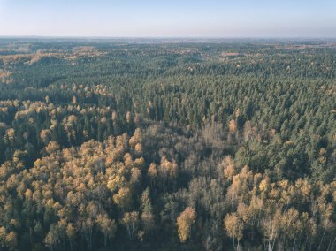 drone görüntü. sonbahar renkli ormandaki dalgalı Nehri'nin havadan görünümü. Letonya, nehir gauja - vintage eski film bakmak