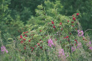 yaz yeşil çayır çim ve çiçek soyut desenli. güneşli bir günde Letonya