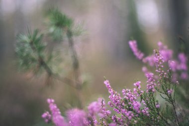 çim bents soyut doğa doku ile bulanıklık arka plan ve sonbahar renkleri - vintage eski film bakmak