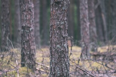 çam ağacı orman sonbaharda kuru. doku ağaç gövdeleri üzerinden nazik ve arka plan - vintage eski film bakmak bulanıklık