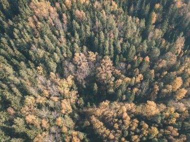 drone görüntü. Sonbahar kırsal alanda yukarıdan ormandaki sarı ve kırmızı renkli ağaçlar ile hava görünümünü. Letonya, gün Derma düşme - vintage eski film bakmak