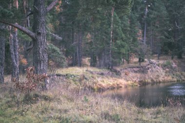 kısa bir süre önce kış, donuk sonbahar renkleri ve ağaç gövdeleri - vintage eski film bakmak ile boş park dallarında son renkli yaprakları ile yalnız ağaçlar