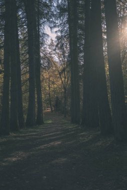 Park sarı yapraklar arasında ağaç gövdeleri içinde sonbahar boş ülkede yol kapalı. sonbahar renkleri - vintage eski film bakmak