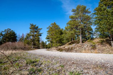 Yaz aylarında ormandaki kaç çam ağaçları ile Finlandiya yol