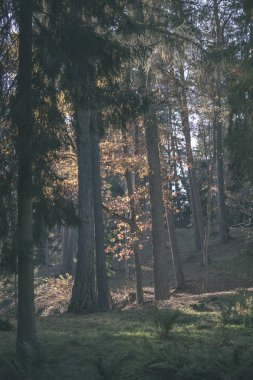 Bazı renkli yaprakları ve parlak gökyüzü - vintage eski film bakmak ile geç sonbaharda ormanda doğal turistik iz