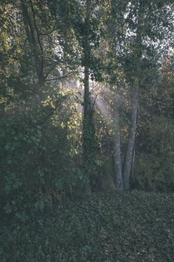 Güneş reys sonbahar renkli ağaç üzerinden sisli orman çayır - vintage eski film bakmak bırakır