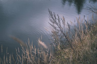 çim bents soyut doğa doku ile bulanıklık arka plan ve sonbahar renkleri - vintage eski film bakmak