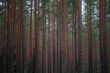 Ladin ve çam ağaçları ve yeşil bitki örtüsü ile karanlık sonbahar orman