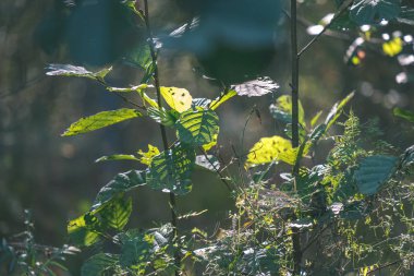 güzel ağaç yaprakları ve dalları erken sonbahar ormandaki yakından görmek 