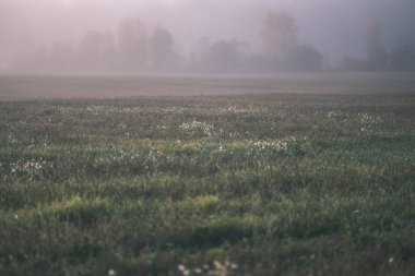 duyu veya siste çayır - vintage eski film bakmak renkli sonbaharda gizleme zihin estetik yalnız sonbahar ağaçlar hoş