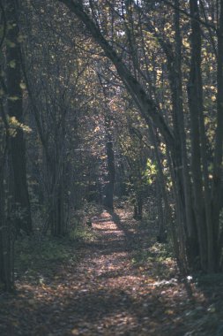 Bazı renkli yaprakları ve parlak gökyüzü - vintage eski film bakmak ile geç sonbaharda ormanda doğal turistik iz