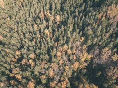 drone görüntü. Sonbahar kırsal alanda yukarıdan ormandaki sarı ve kırmızı renkli ağaçlar ile hava görünümünü. Letonya, gün Derma düşme - vintage eski film bakmak