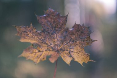 birkaç kırmızı yaprakları yeşil ile çıplak sonbahar ağaçları sonbaharda - vintage eski film bakmak arka plan bulanıklık