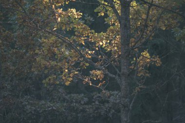 geç sonbaharda ayrıntılarda orman ağaç gövdeleri, renkli yaprakları ve güneşli sonbahar günü boş şubeleri ile kırsal. Sarı yapraklar - vintage eski film bakmak kaplı zemin