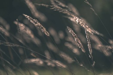 çim bents soyut doğa doku ile bulanıklık arka plan ve sonbahar renkleri - vintage eski film bakmak