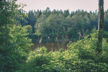 sakin Nehri ile parlak yeşil yeşillik suda ağaçlarda Cesis, Letonya yakınındaki ormanda yansımalar yaz aylarında. Akşam güneşi ile kumtaşı kayalıklarla - vintage eski film bakmak içinde nehir, Gauja