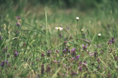yakın çekim yaz aylarında papatya çiçek çayır üzerinde ateş