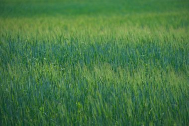 yaz yeşil çayır çim ve çiçek soyut desenli. güneşli bir günde Letonya