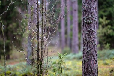 Ladin ve çam ağaçları ve yeşil bitki örtüsü ile karanlık sonbahar orman