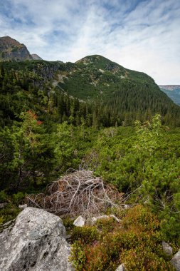 erken sonbahar renkleri içinde ağaçlar ve ormanlar ile kaplı bulutlu ve sisli Slovakça Western Karpat Tatra dağ manzarası