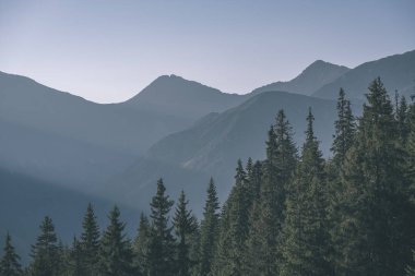 Slovakça Tatra Dağları'nda güzel misty gündoğumu karanlık ormanın içinde siste hafif şeritli