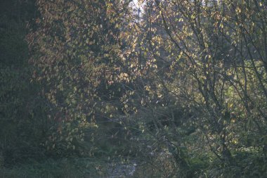 renkli ağaç yemyeşil desen ormanda şube ve güneş ışığı ile kırsal - vintage eski film bakmak erken sonbahar doğada yaprak