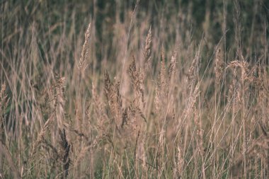 yakından görmek güzel çim bents ile sonbahar arka plan bulanıklık 