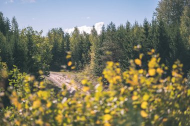 renkli ağaç yemyeşil desen ormanda şube ve güneş ışığı ile kırsal - vintage eski film bakmak erken sonbahar doğada yaprak