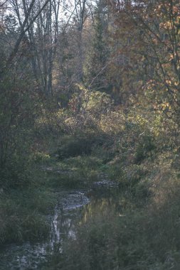 sonbahar renkli ağaçlar ve dalları bir su parkı bırakır. vintage eski film ülke yan yatay görünüm - bak