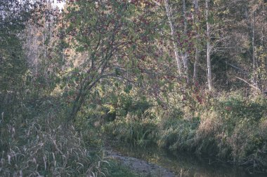 sonbahar renkli ağaçlar ve dalları bir su parkı bırakır. vintage eski film ülke yan yatay görünüm - bak